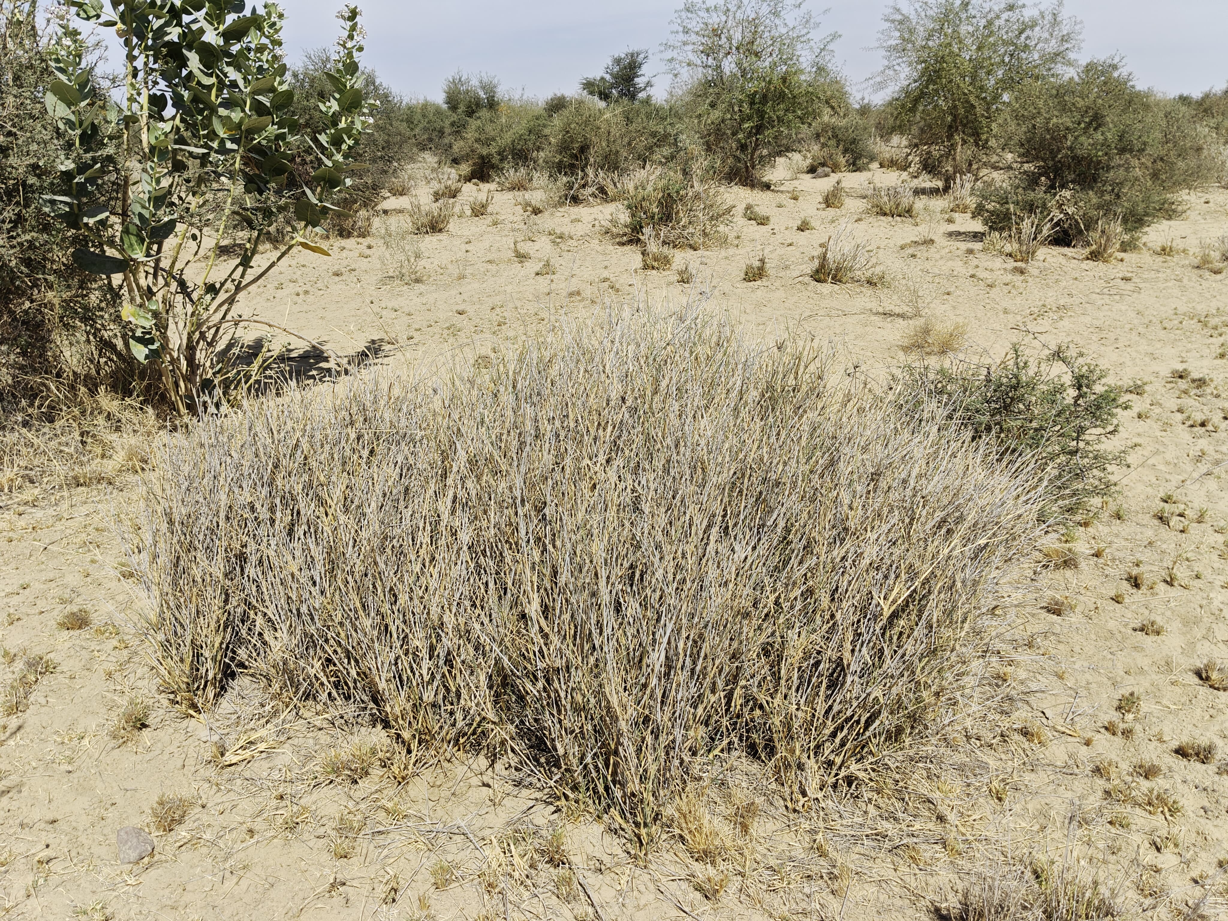 Compensatory Afforestation